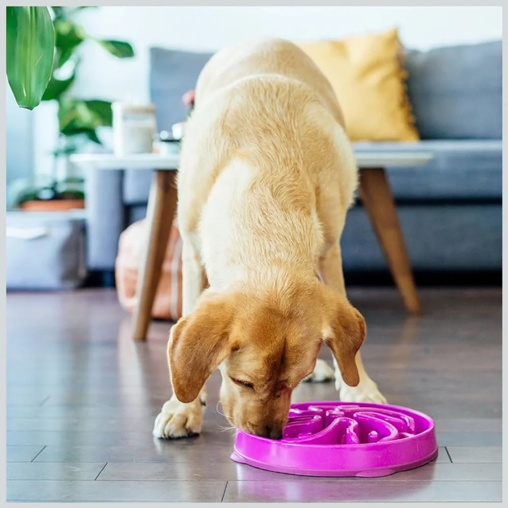 Outward Hound Purple Dog Bowl